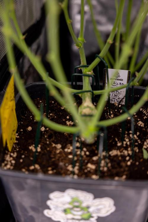 CBD FIX 🏥 Auto - Zamnesia x B&B. Week 7 - Cbd Fix #2 - Main Lining