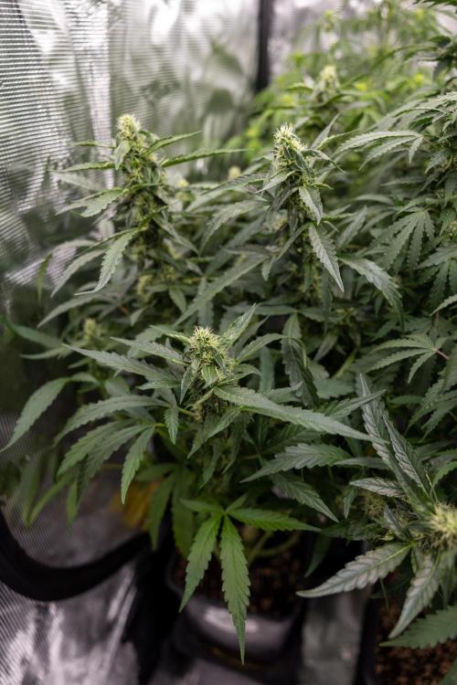CBD FIX 🏥 Auto - Zamnesia x B&B. Week 7 - Cbd Fix #2 - Main Lining