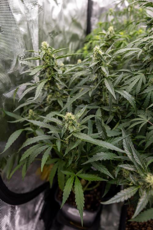 CBD FIX 🏥 Auto - Zamnesia x B&B. Week 7 - Cbd Fix #2 - Main Lining