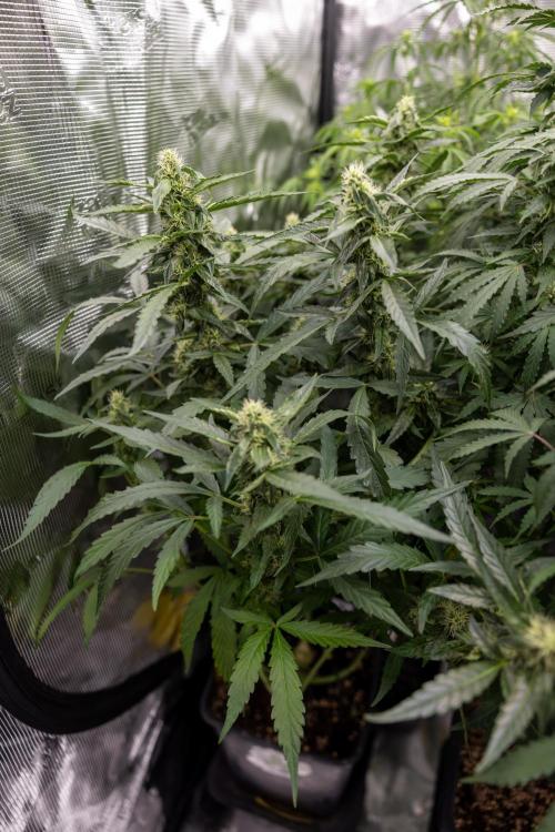 CBD FIX 🏥 Auto - Zamnesia x B&B. Week 7 - Cbd Fix #2 - Main Lining
