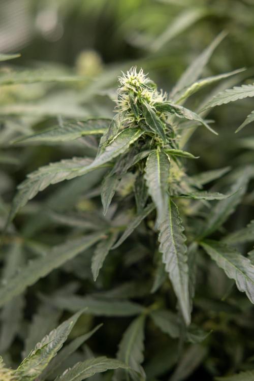 CBD FIX 🏥 Auto - Zamnesia x B&B. Week 7 - Cbd Fix #2 - Main Lining