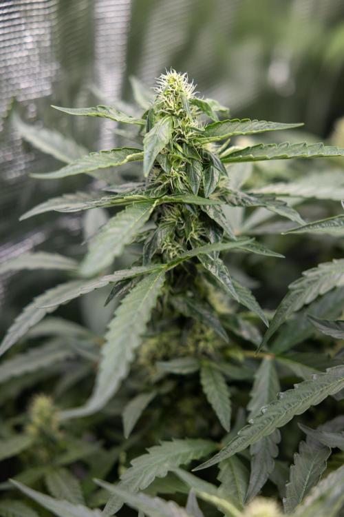 CBD FIX 🏥 Auto - Zamnesia x B&B. Week 7 - Cbd Fix #2 - Main Lining