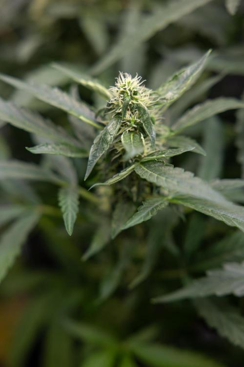 CBD FIX 🏥 Auto - Zamnesia x B&B. Week 7 - Cbd Fix #2 - Main Lining
