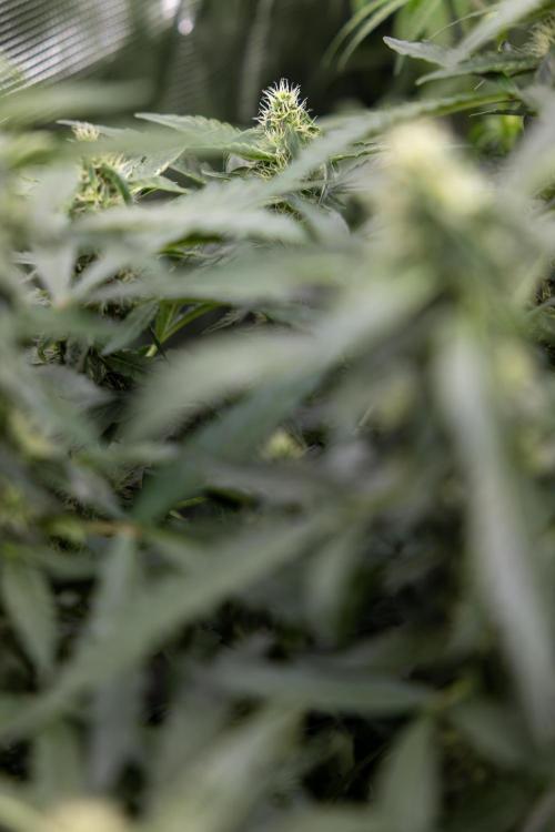 CBD FIX 🏥 Auto - Zamnesia x B&B. Week 7 - Cbd Fix #2 - Main Lining