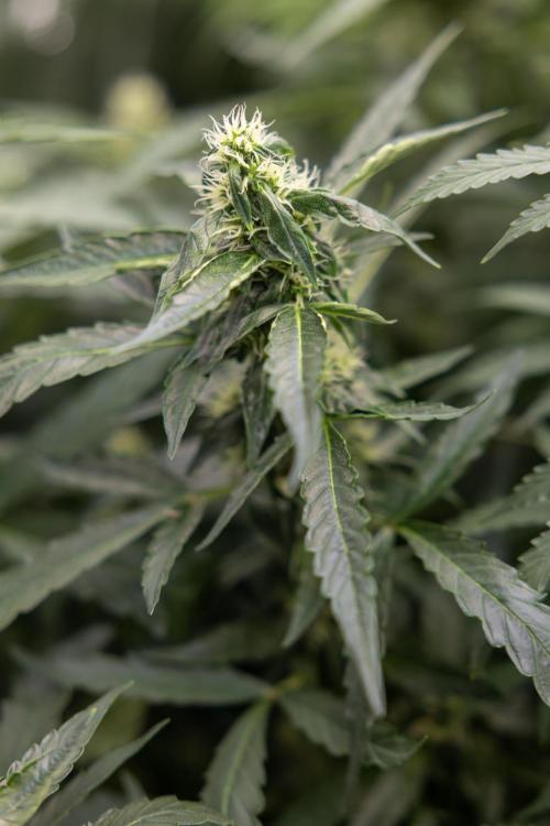 CBD FIX 🏥 Auto - Zamnesia x B&B. Week 7 - Cbd Fix #2 - Main Lining
