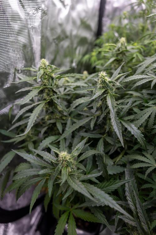CBD FIX 🏥 Auto - Zamnesia x B&B. Week 7 - Cbd Fix #2 - Main Lining