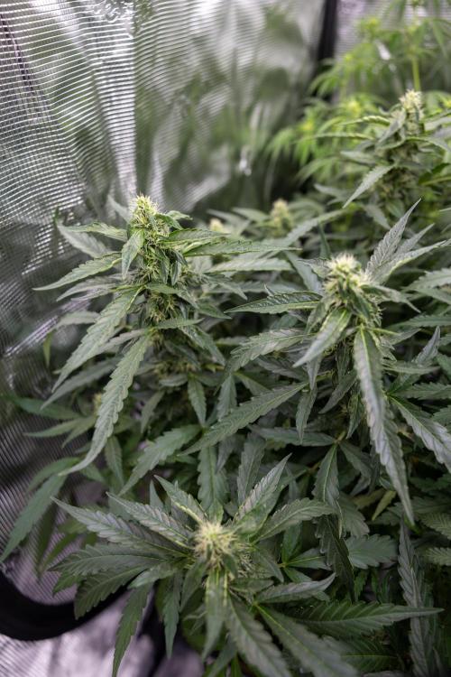 CBD FIX 🏥 Auto - Zamnesia x B&B. Week 7 - Cbd Fix #2 - Main Lining