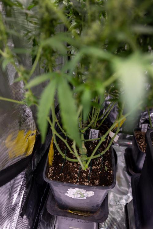 CBD FIX 🏥 Auto - Zamnesia x B&B. Week 7 - Cbd Fix #2 - Main Lining