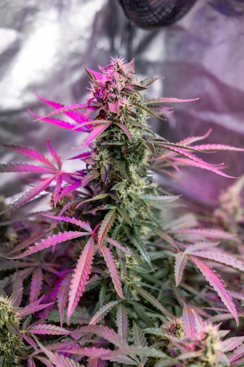 CBD FIX 🏥 Auto - Zamnesia x B&B. Week 7 - Cbd Fix #1 - No Techniques