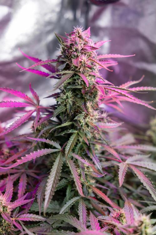 CBD FIX 🏥 Auto - Zamnesia x B&B. Week 7 - Cbd Fix #1 - No Techniques