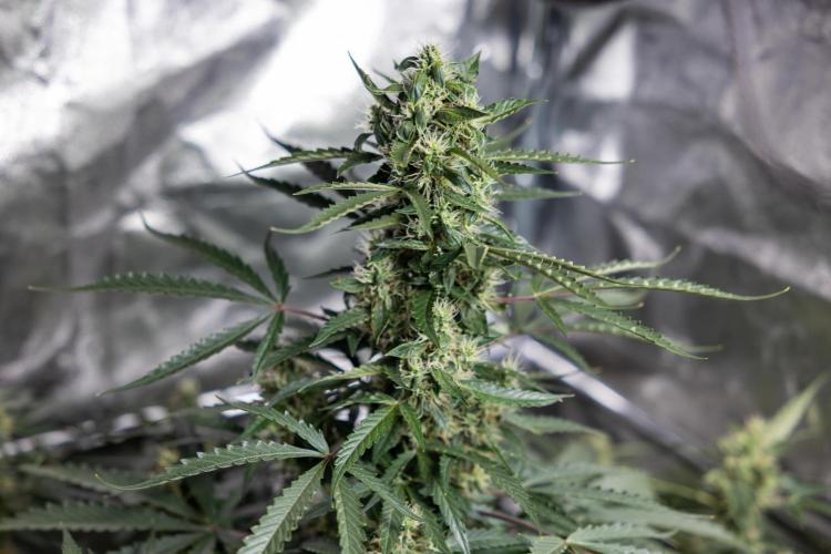 CBD FIX 🏥 Auto - Zamnesia x B&B. Week 7 - Cbd Fix #1 - No Techniques