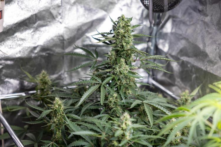 CBD FIX 🏥 Auto - Zamnesia x B&B. Week 7 - Cbd Fix #1 - No Techniques