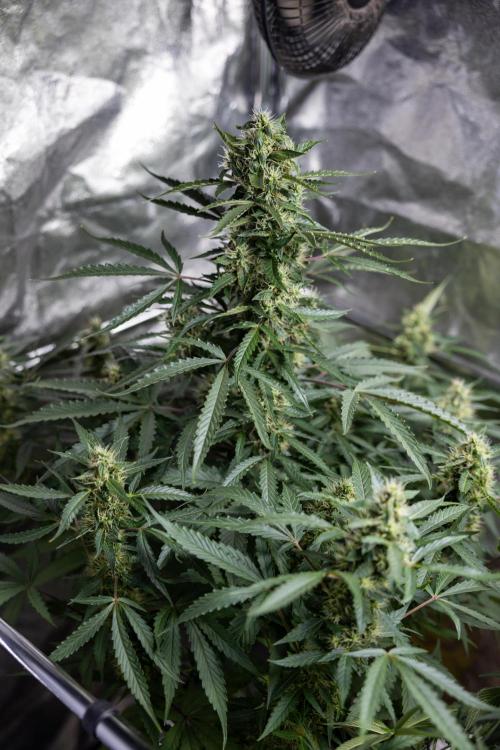 CBD FIX 🏥 Auto - Zamnesia x B&B. Week 7 - Cbd Fix #1 - No Techniques