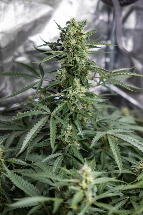CBD FIX 🏥 Auto - Zamnesia x B&B. Week 7 - Cbd Fix #1 - No Techniques