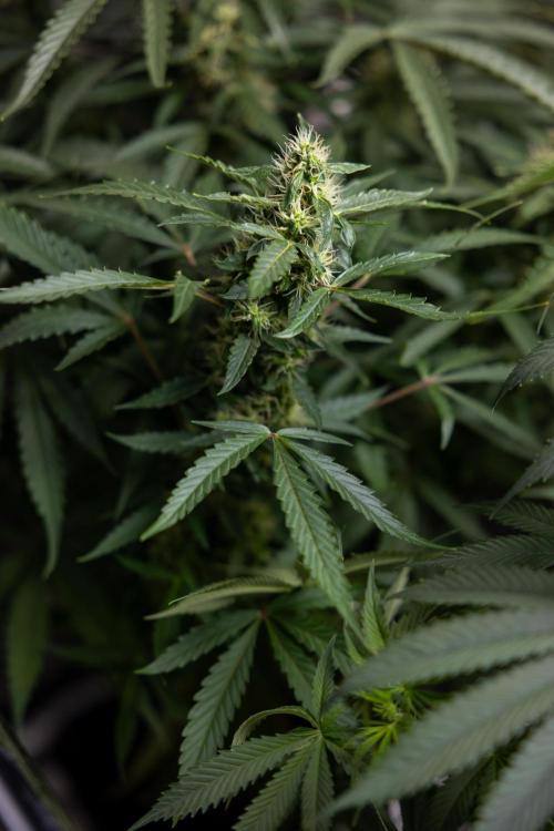 CBD FIX 🏥 Auto - Zamnesia x B&B. Week 7 - Cbd Fix #1 - No Techniques