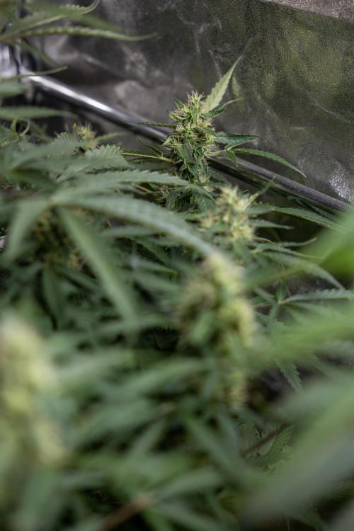CBD FIX 🏥 Auto - Zamnesia x B&B. Week 7 - Cbd Fix #1 - No Techniques