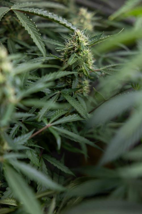 CBD FIX 🏥 Auto - Zamnesia x B&B. Week 7 - Cbd Fix #1 - No Techniques