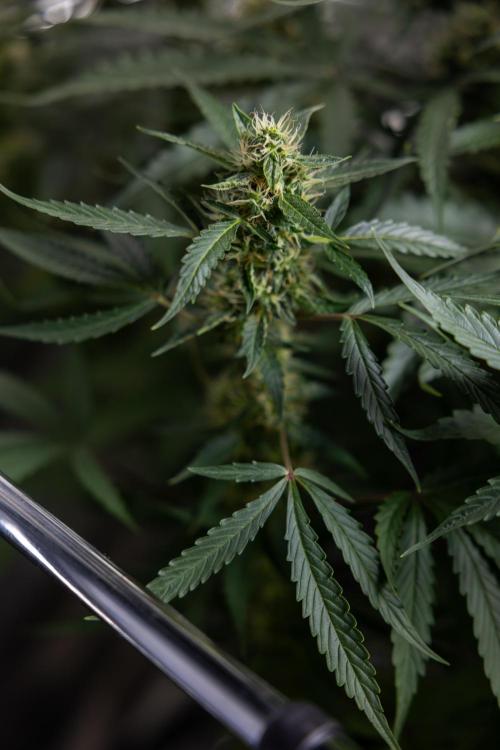 CBD FIX 🏥 Auto - Zamnesia x B&B. Week 7 - Cbd Fix #1 - No Techniques