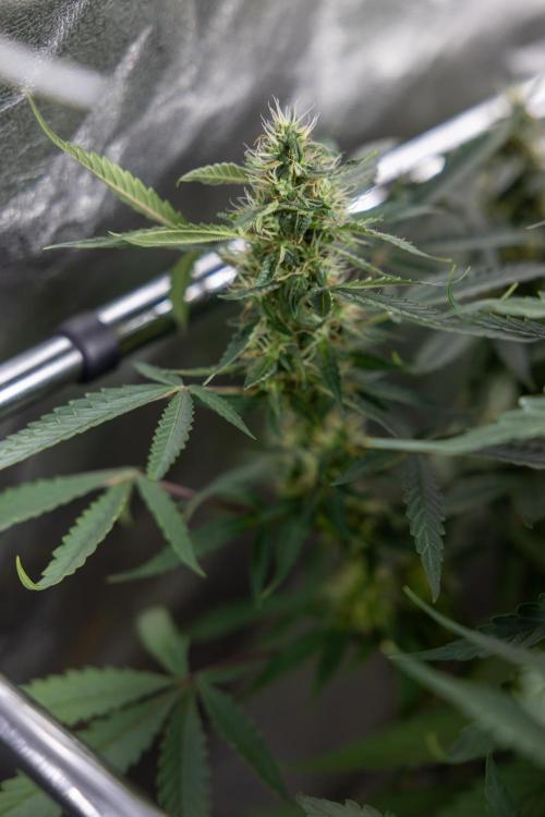 CBD FIX 🏥 Auto - Zamnesia x B&B. Week 7 - Cbd Fix #1 - No Techniques