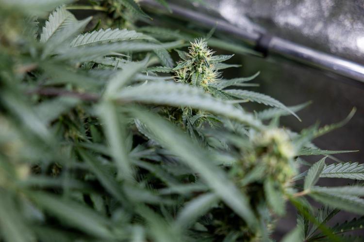 CBD FIX 🏥 Auto - Zamnesia x B&B. Week 7 - Cbd Fix #1 - No Techniques