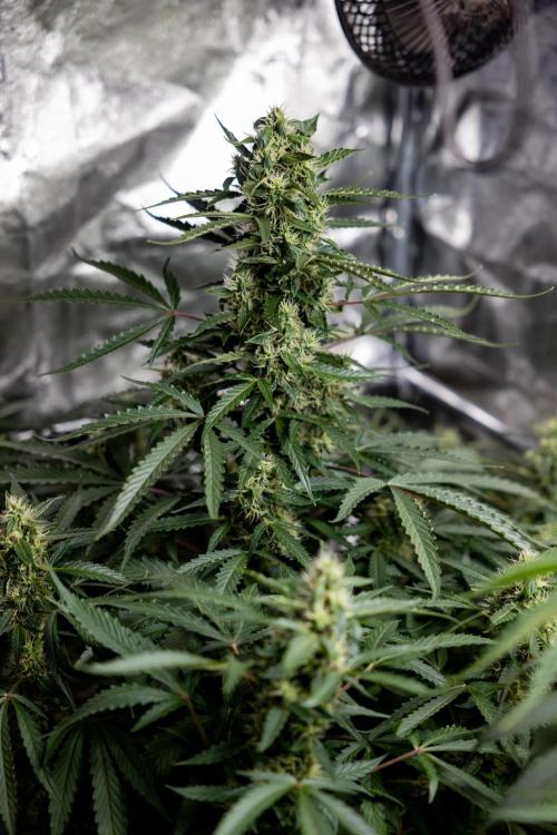 CBD FIX 🏥 Auto - Zamnesia x B&B. Week 7 - Cbd Fix #1 - No Techniques