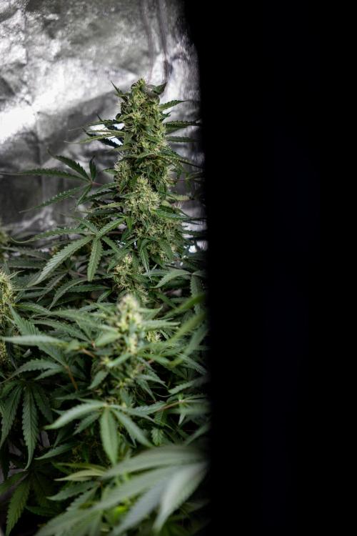 CBD FIX 🏥 Auto - Zamnesia x B&B. Week 7 - Cbd Fix #1 - No Techniques