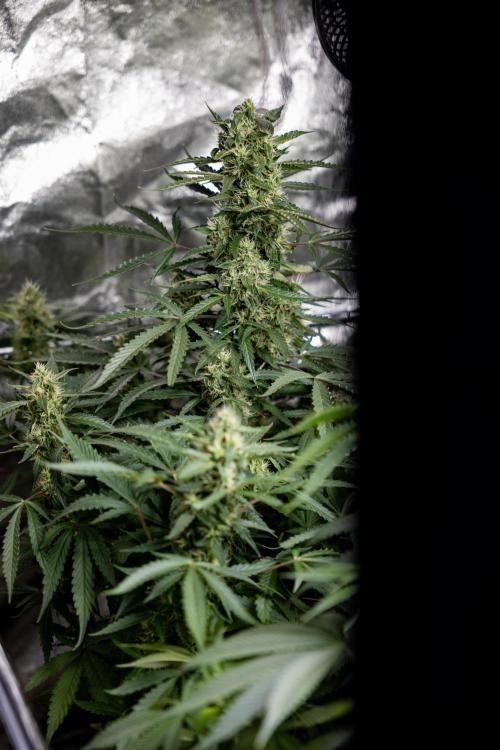 CBD FIX 🏥 Auto - Zamnesia x B&B. Week 7 - Cbd Fix #1 - No Techniques