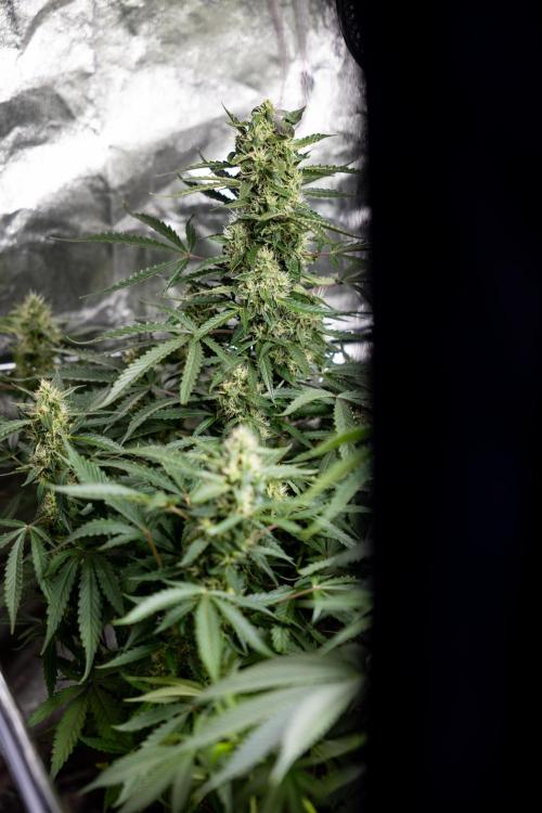 CBD FIX 🏥 Auto - Zamnesia x B&B. Week 7 - Cbd Fix #1 - No Techniques
