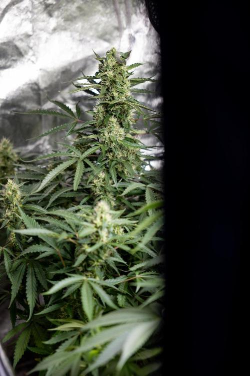 CBD FIX 🏥 Auto - Zamnesia x B&B. Week 7 - Cbd Fix #1 - No Techniques