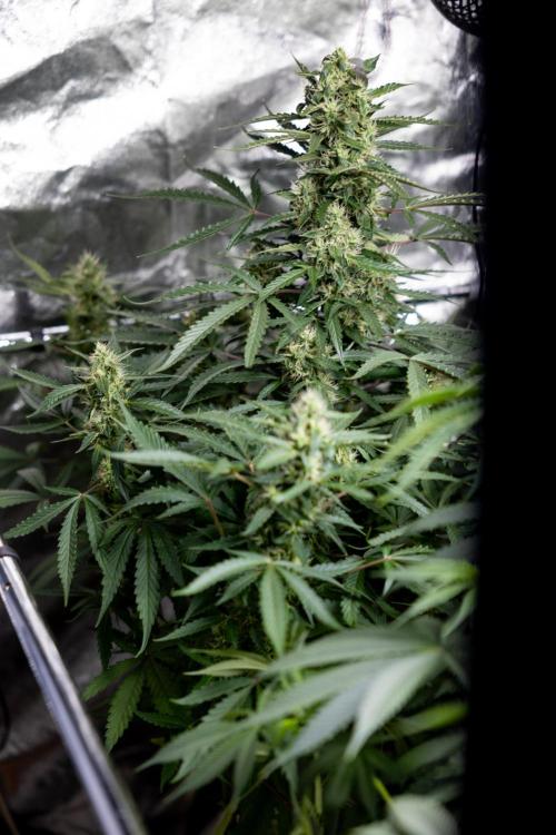 CBD FIX 🏥 Auto - Zamnesia x B&B. Week 7 - Cbd Fix #1 - No Techniques