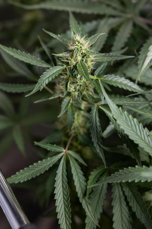 CBD FIX 🏥 Auto - Zamnesia x B&B. Week 7 - Cbd Fix #1 - No Techniques