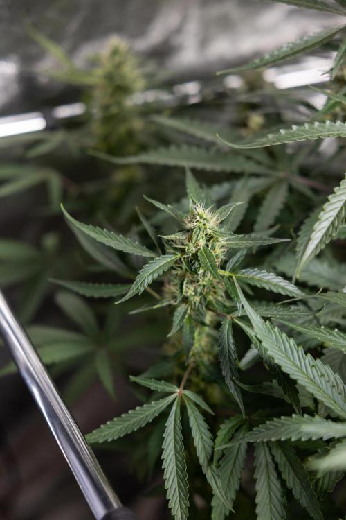 CBD FIX 🏥 Auto - Zamnesia x B&B. Week 7 - Cbd Fix #1 - No Techniques