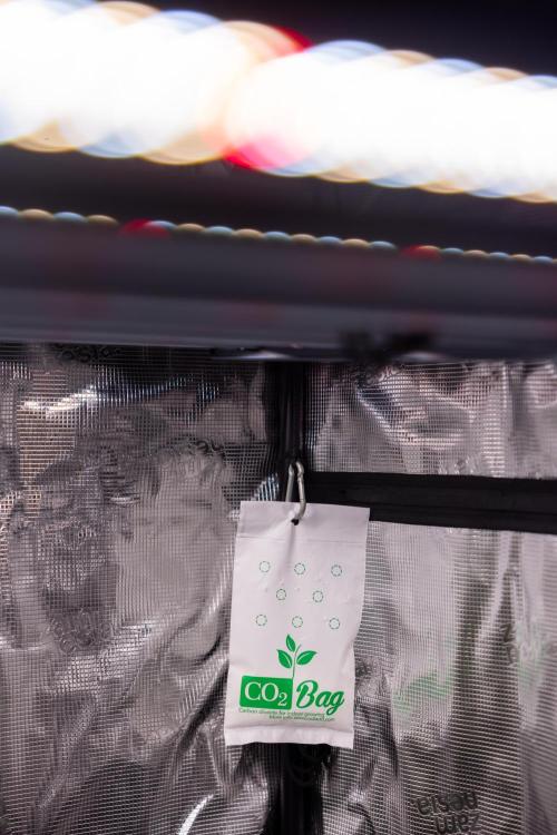 CBD FIX 🏥 Auto - Zamnesia x B&B. Week 7 - Zamnesia EcoSystem xC02 bag