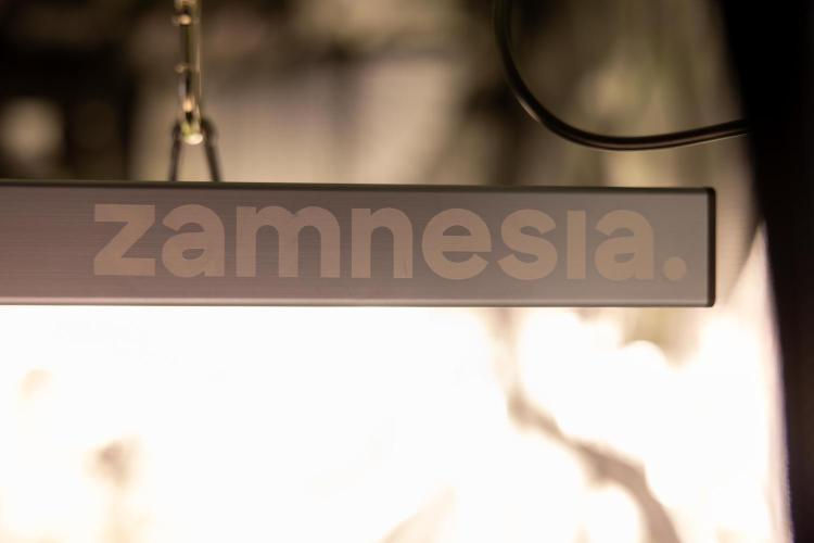 CBD FIX 🏥 Auto - Zamnesia x B&B. Week 7 - Zamnesia EcoSystem