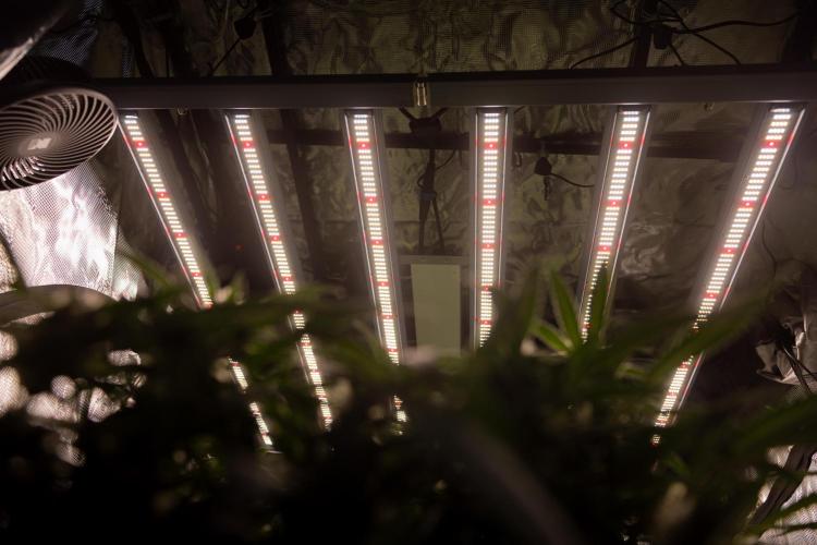 CBD FIX 🏥 Auto - Zamnesia x B&B. Week 7 - Zamnesia EcoSystem