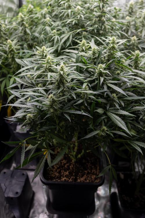 Blueberry Crumble 🔵 Auto - Z x B&B. Week 7 - Blueberry Crumble #2  - Topping