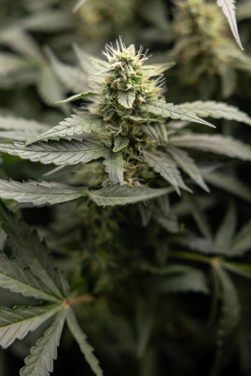 Blueberry Crumble 🔵 Auto - Z x B&B. Week 7 - Blueberry Crumble #2  - Topping