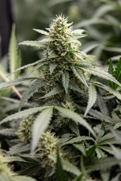 Blueberry Crumble 🔵 Auto - Z x B&B. Week 7 - Blueberry Crumble #1  - No Techniques