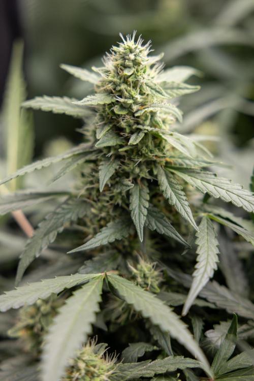Blueberry Crumble 🔵 Auto - Z x B&B. Week 7 - Blueberry Crumble #1  - No Techniques