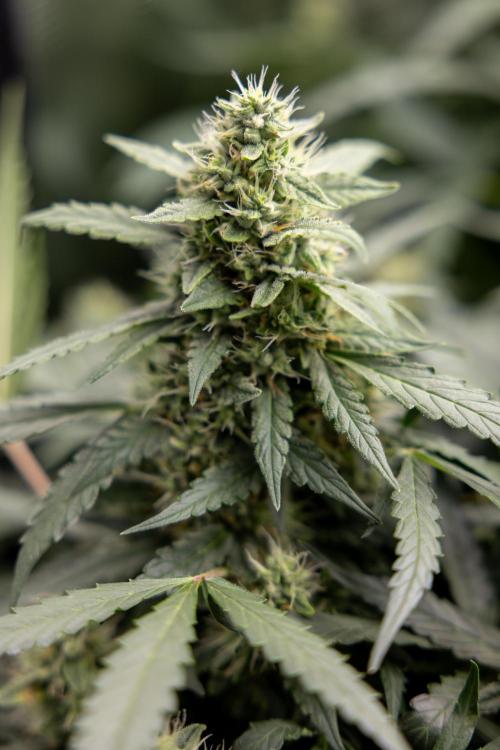 Blueberry Crumble 🔵 Auto - Z x B&B. Week 7 - Blueberry Crumble #1  - No Techniques