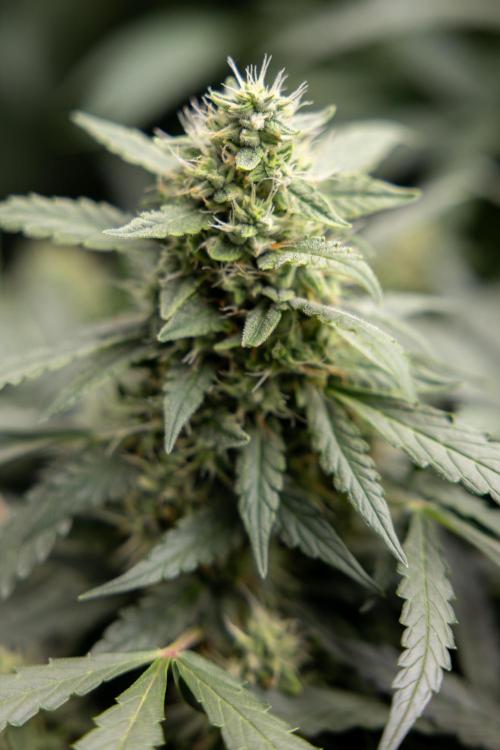 Blueberry Crumble 🔵 Auto - Z x B&B. Week 7 - Blueberry Crumble #1  - No Techniques