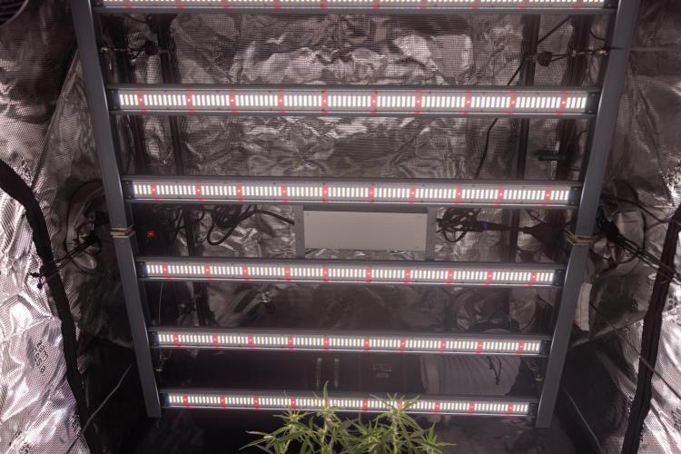Blueberry Crumble 🔵 Auto - Z x B&B. Week 7 - Zamnesia Ecosystem