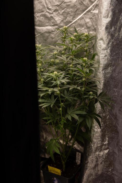Blue Widow 🕷️  - Zamnesia x B&B. Week 6