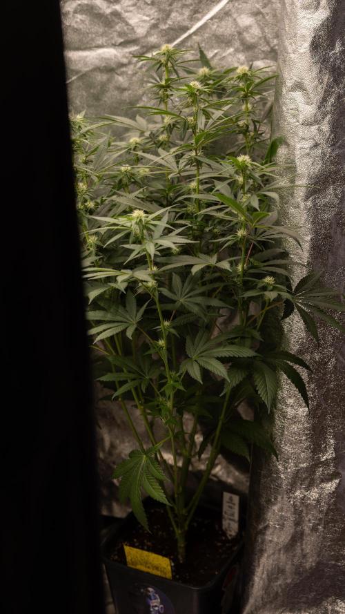 Blue Widow 🕷️  - Zamnesia x B&B. Week 6
