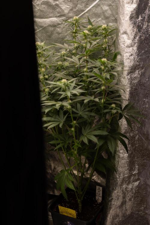 Blue Widow 🕷️  - Zamnesia x B&B. Week 6