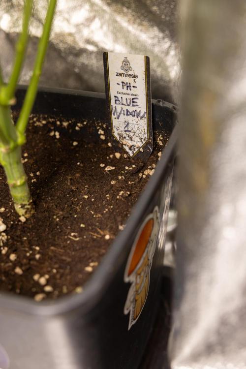 Blue Widow 🕷️  - Zamnesia x B&B. Week 6