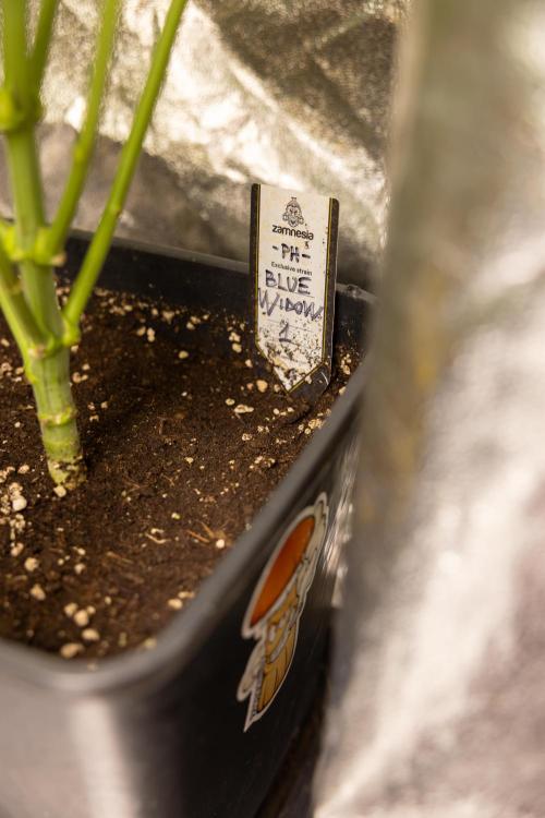 Blue Widow 🕷️  - Zamnesia x B&B. Week 6