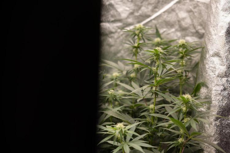 Blue Widow 🕷️  - Zamnesia x B&B. Week 6