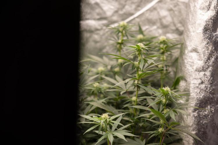 Blue Widow 🕷️  - Zamnesia x B&B. Week 6