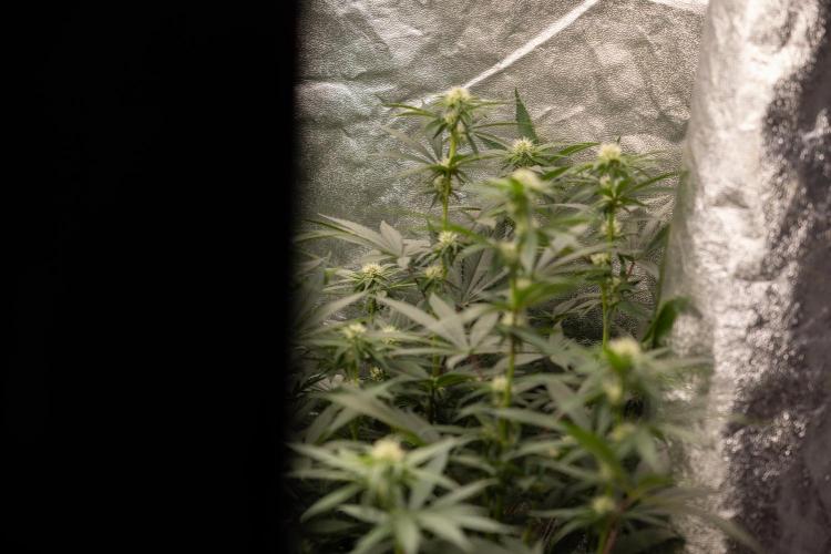 Blue Widow 🕷️  - Zamnesia x B&B. Week 6